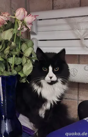Maine Coon Katze Katzen 