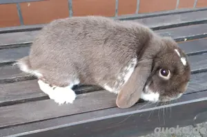 Zwergkaninchen  Bild 5