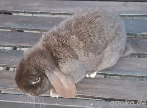 Zwergkaninchen  Bild 3