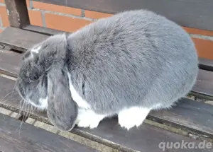 Zwergkaninchen  Bild 7