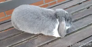 Zwergkaninchen  Bild 6