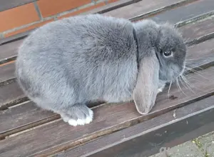 Zwergkaninchen  Bild 4