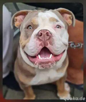 Old Englisch Bulldog DECKRÜDE mit Ahnentafel