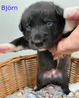 Hundebaby Björn sucht eine Familie!