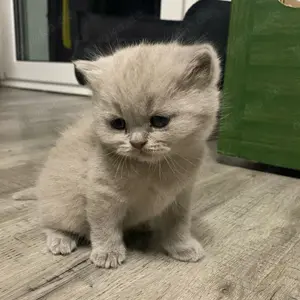 Bkh kitten mit Stammbaum 