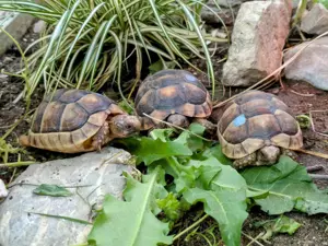 Breitrandschildkröten (Testudo Marginata) Nachzuchten 2024