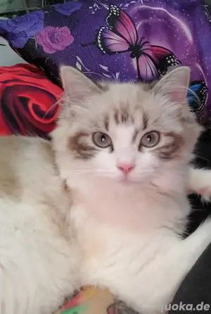 zwei reinrassige ragdoll katzen.beide 1.jahr alt mit sehr viel Zubehör nur zusammen 1000  Festpreis 