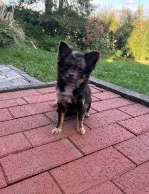 Chihuahua Deckrüde 