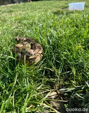 Boas inkl Terrarium abzugeben 