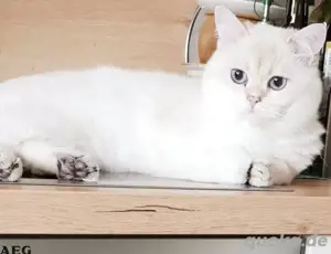 BKH Kater mit Stammbaum 