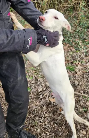 Laika, z.Z. in Ungarn, ist ein freundlicher und unkomplizierter Hundemann Bild 5
