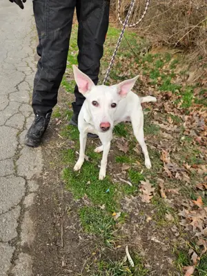 Laika, z.Z. in Ungarn, ist ein freundlicher und unkomplizierter Hundemann Bild 8
