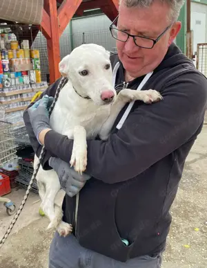 Laika, z.Z. in Ungarn, ist ein freundlicher und unkomplizierter Hundemann Bild 10