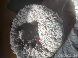 Pomeranian Babys, 2 suchen noch ein schönes zu Hause  Bild 3