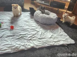 Pomeranian Babys, 2 suchen noch ein schönes zu Hause 