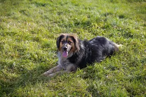 *NAMIRA* - Die Hündin ist freundlich, offen, aktiv und verspielt