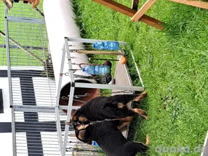 Schäferhundwelpen 