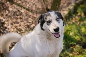 *FLY* ist eine sehr nette und aufgeschlossene Hündin. 