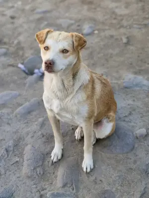 Wer gibt Jaro eine Chance? Bild 8