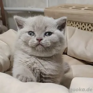 Flauschige & lustige BHK Kätzchen Kontakt über WhatsApp= 4  9  15213434302 