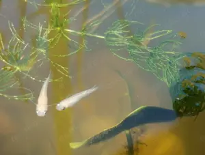 Jungfische von Medaka Aurora White Lame Oryzias latipes Teich