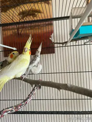 Nymphensittiche  Bild 3