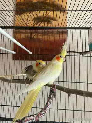 Nymphensittiche  Bild 2