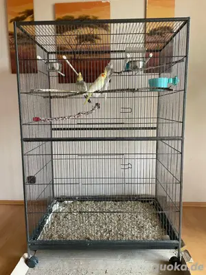 Nymphensittiche  Bild 4