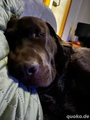 Labrador Deckrüde schokobraun (kein Verkauf)