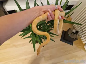 Kornnatter zu verkaufen