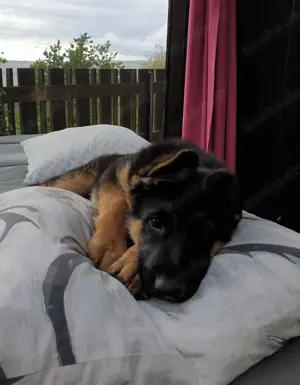 Deutsche Schäferhund Welpen