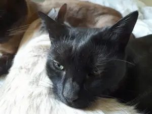 ISIDORA - sehr lieb, freundlich und super sozial Bild 10