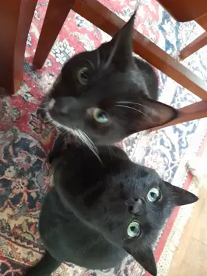 ISIDORA - sehr lieb, freundlich und super sozial Bild 9