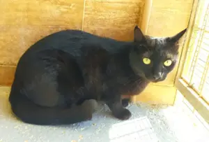 ISIDORA - sehr lieb, freundlich und super sozial Bild 2