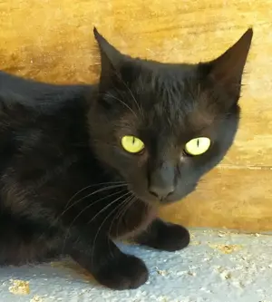 ISIDORA - sehr lieb, freundlich und super sozial Bild 8