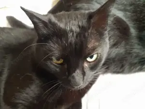 ISIDORA - sehr lieb, freundlich und super sozial