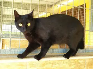 ISIDORA - sehr lieb, freundlich und super sozial Bild 4