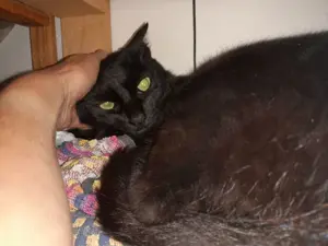 ISIDORA - sehr lieb, freundlich und super sozial Bild 3