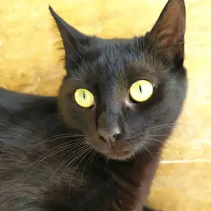 ISIDORA - sehr lieb, freundlich und super sozial