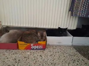 ISIDORA - sehr lieb, freundlich und super sozial Bild 7