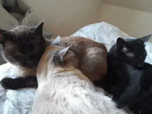 ISIDORA - sehr lieb, freundlich und super sozial Bild 6