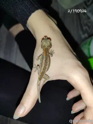 Rhacodactylus Auriculatus 0.0.2 ENZ 2024