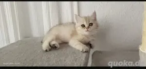    Wunderschöne British Kurzhaar Kitten   2,5 Monate    