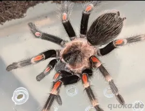 1.0 Brachypelma auratum