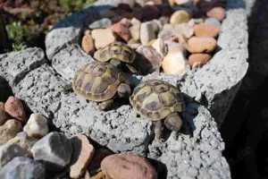 Junge Griechische Landschildkröten THB NZ 2024 mit Cites