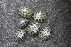 Griechische Landschildkröten THB NZ 2024 Bild 8
