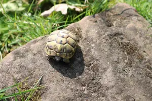 Griechische Landschildkröten THB NZ 2024 Bild 5
