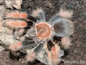 1.0 Brachypelma boehmei