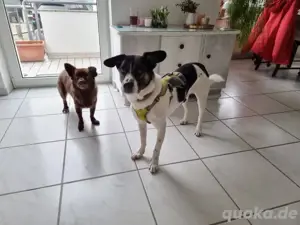 Larry 5 jahre in Deutschland 