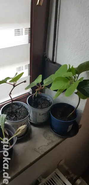 Kiwi Jenny, Ableger, Stecklinge, winterhart 